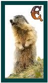 567-marmot-5.jpg