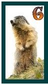 567-marmot-7.jpg