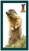 567-marmot-9.jpg