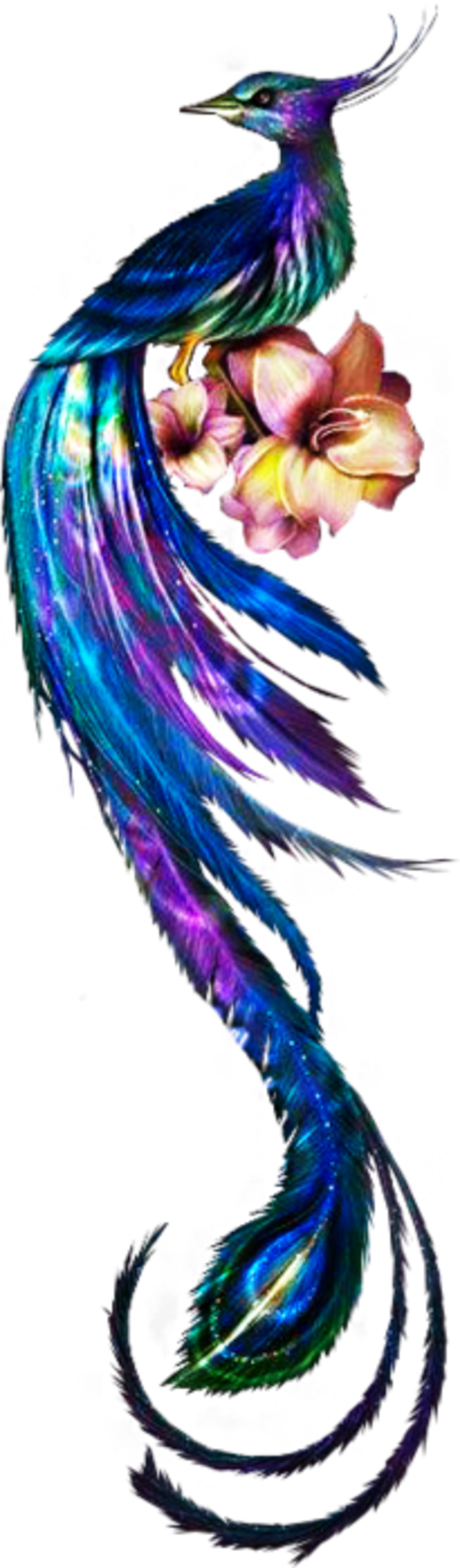 61788504_Bergkvist_Peacock_NightshimmerAngelina.png