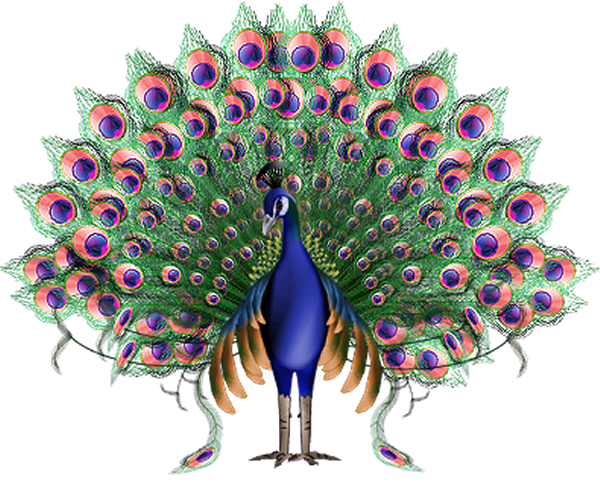 61788605_BirdPeacockWTCreatedByVictoriaPSPsm.png