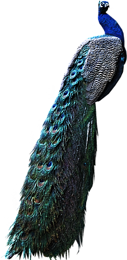 61788611_gdbird_peacock2.png