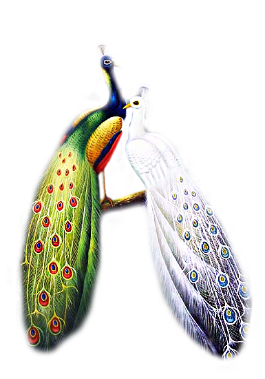 61788748_jcw_peacock_and_peahen.png