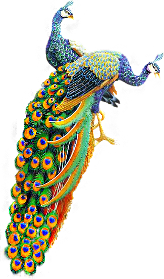 61788785_OrientalPeacocks_01_mm.png