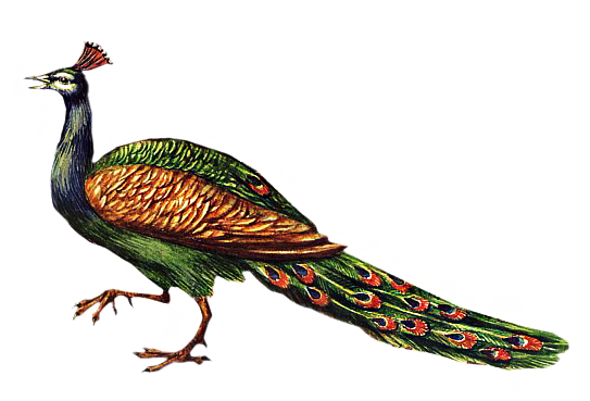 61788812_Peacock.png