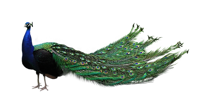 61788845_peacock51662a_fFBR_2705_____368_KB.png