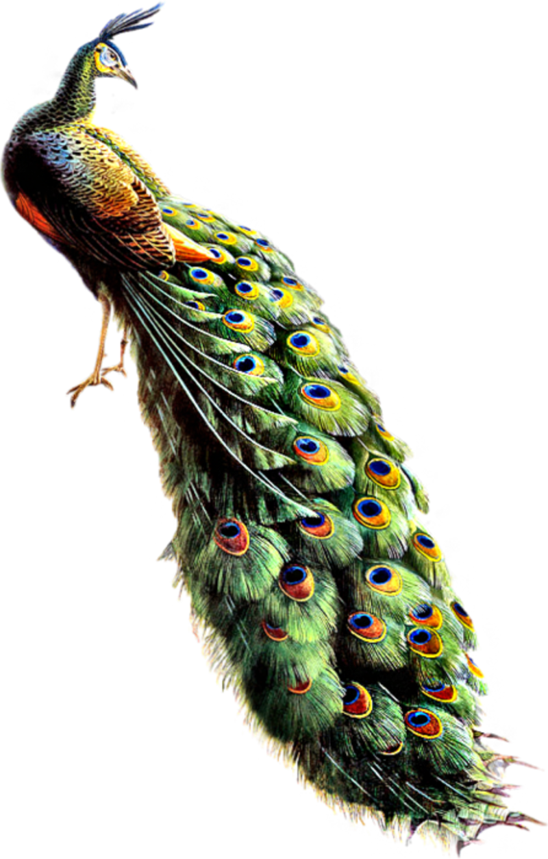 61788863_Peacock_08_mm_1.png