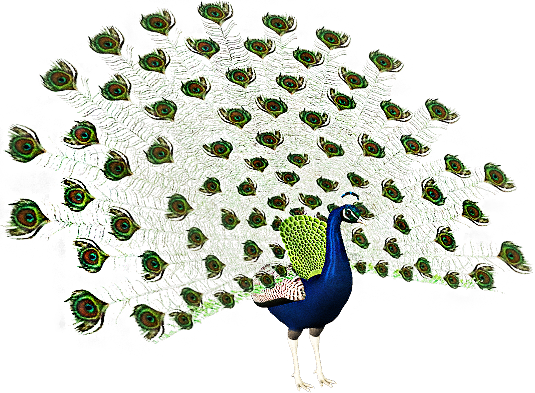 61788871_Peacock_patao1.png