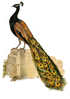 61788902_pfau01.png