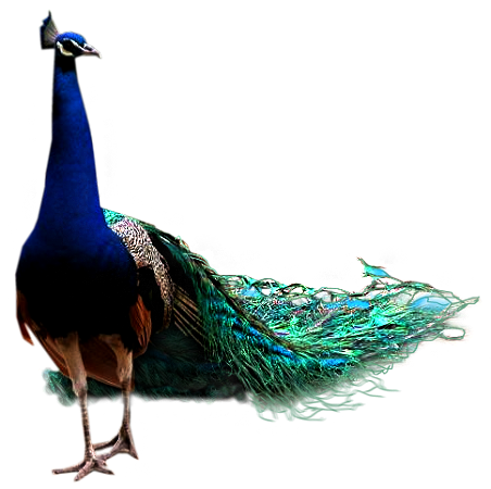 61788912_pjwpeacock07876313_1.png