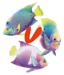 6656poisson-22.gif