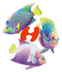 6656poisson-8.gif