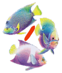 6656poisson-9.gif