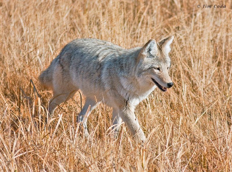 773_1_mg_2148_coyote_yellowstone_national_park.jpg