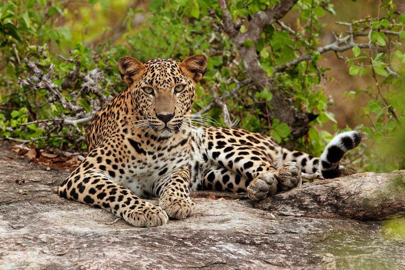 774_1sri_lanka_leopard.jpg