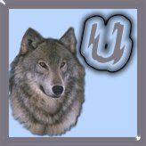 7777-wolf-21.jpg
