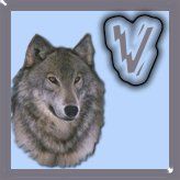 7777-wolf-22.jpg
