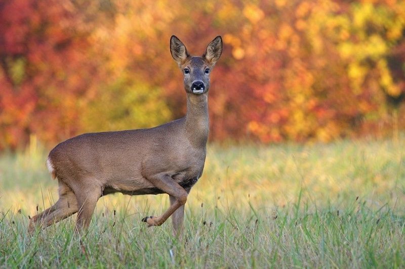 780l-chevreuil-capreolus-capreolus.jpg