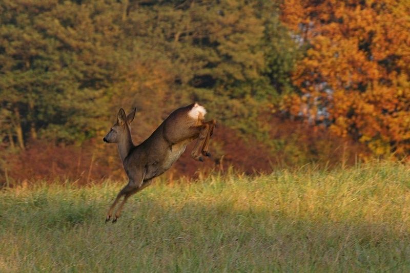 783l-chevreuil-capreolus-capreolus.jpg