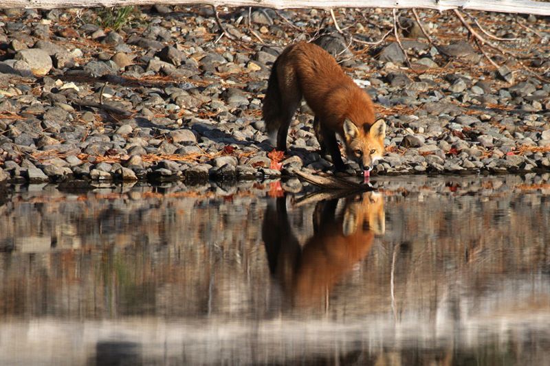 789l-renard-roux-vulpes-vulpes.jpg