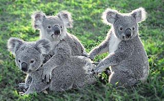 85743_368156075_0koala0_H134436_L_1.jpg