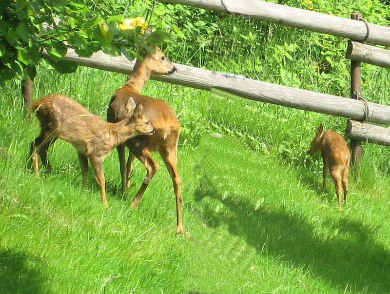 98430l-chevreuil-capreolus-capreolus.jpg