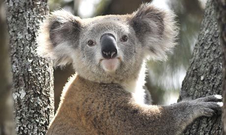 A-Koala-rescued-in-Sydney-010.jpg