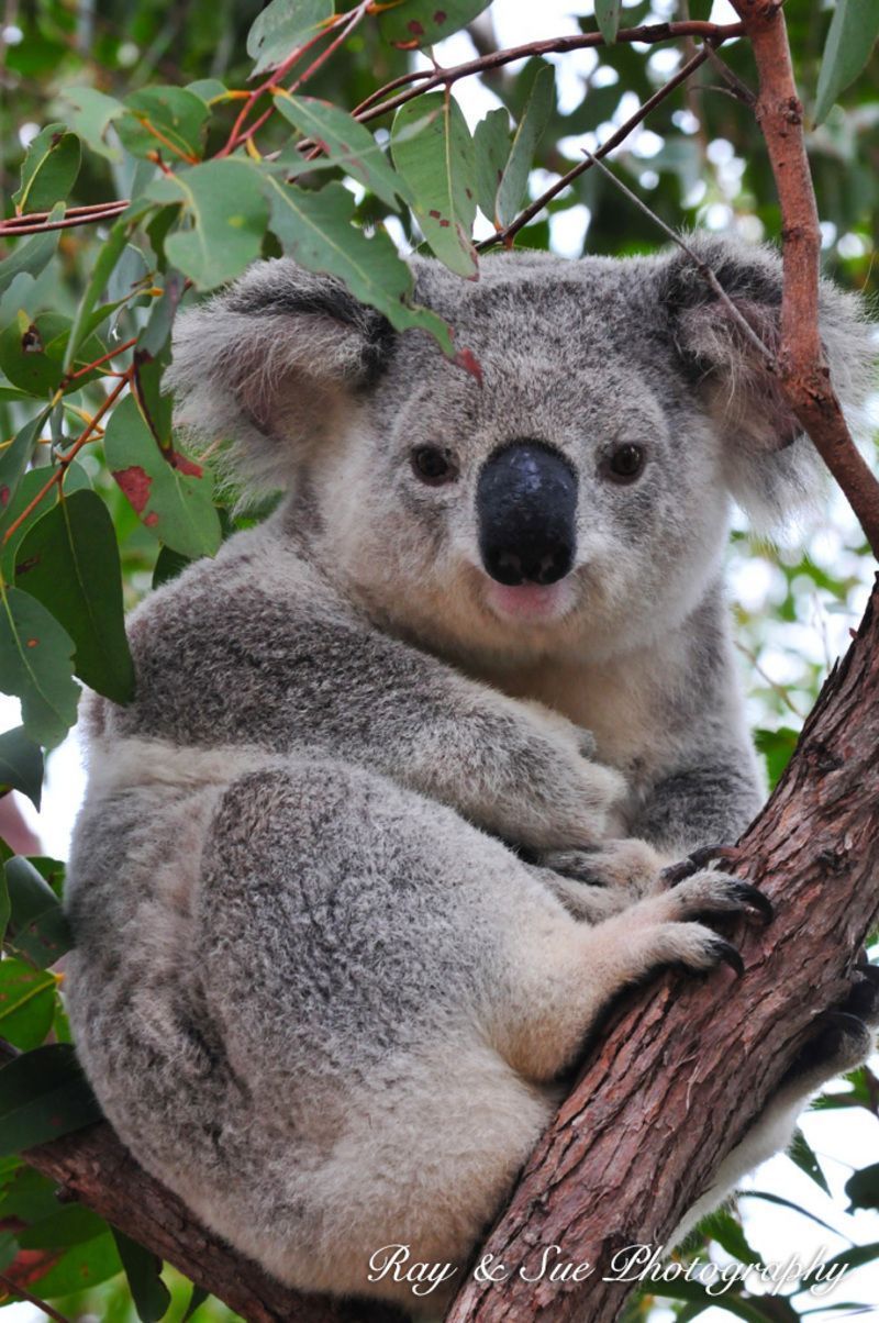 A-koala-on-the-forts-walk.jpg