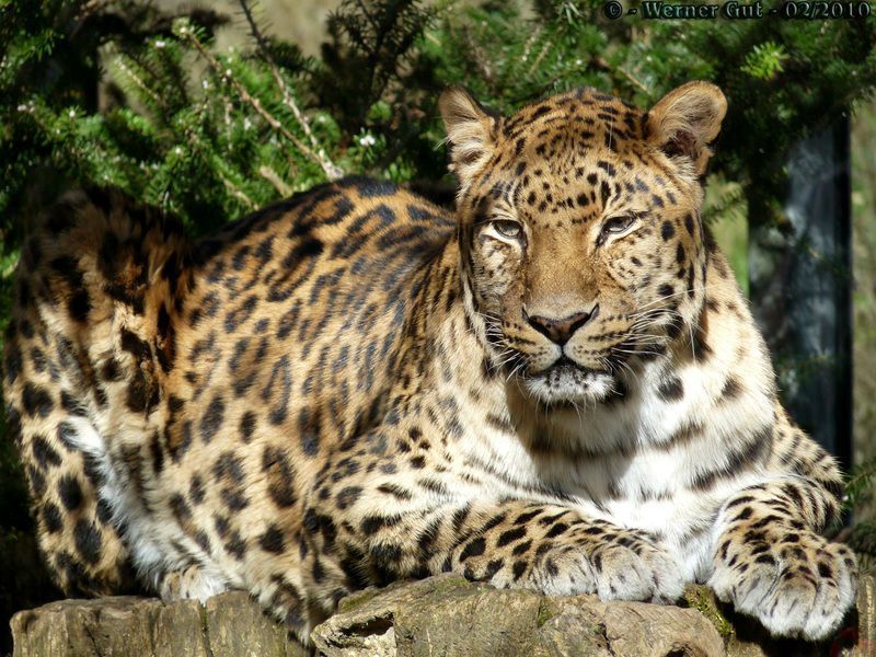 A20100227-AmurLeopard03.jpg