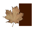 AUTUMN-LEAVES-by-KAYE-W_I.gif