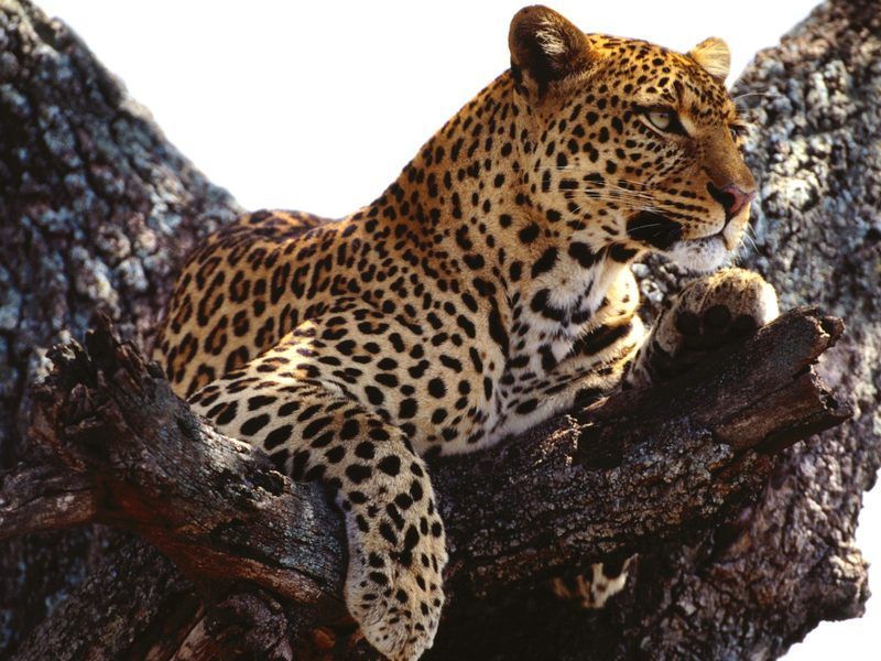 African-Wild-Leopard-HD-Wallpaper.jpg