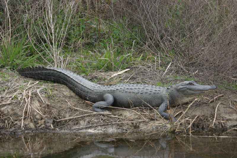 Alligator_animal_on_pond.jpg