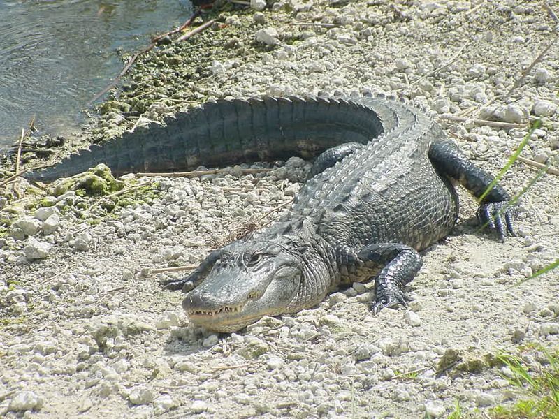 Alligator_mississippiensis-_Homestead-_20020508.jpg