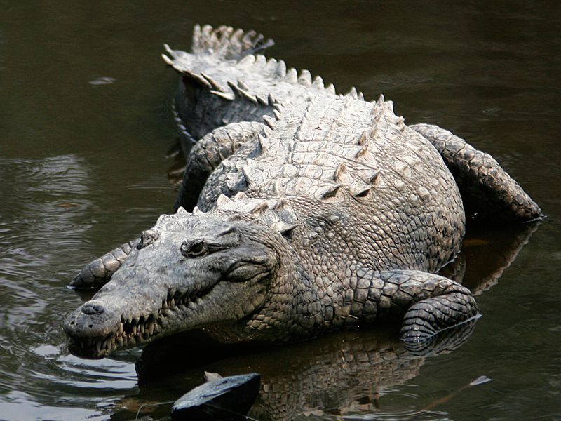 American-Crocodile-crocdile-and-alligator-25065514-2201-1651.jpg