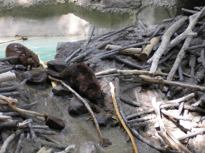 American_Beavers_at_the_National_Zoo.jpg