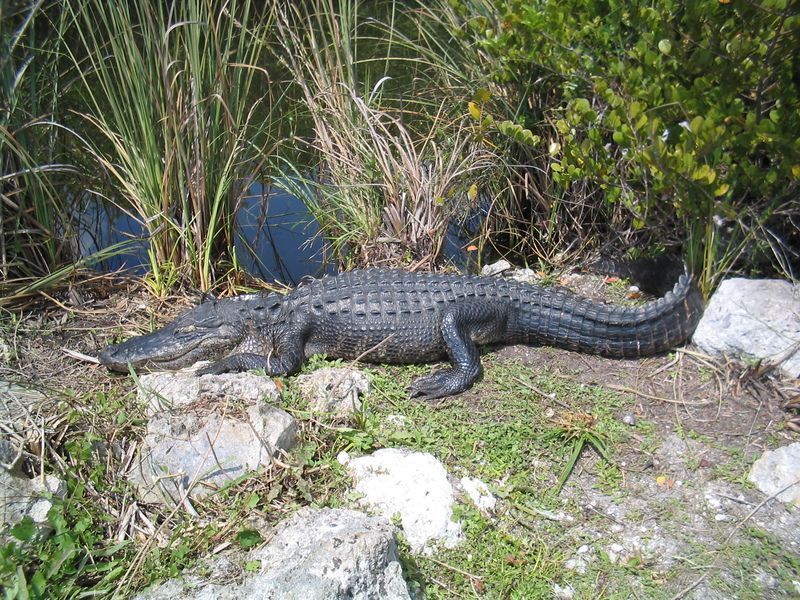 American_alligator_Everglades_National_Park_0024.jpg