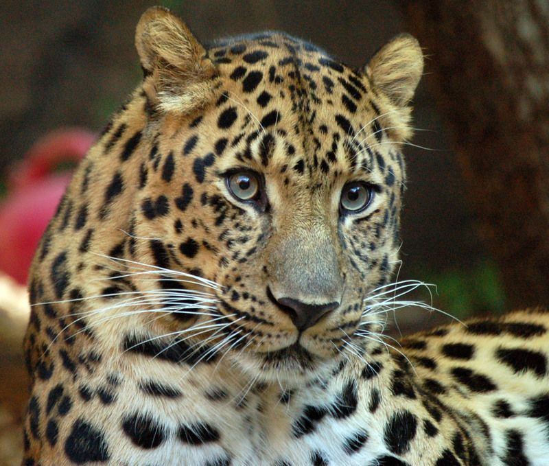 Amur_Leopard_1970226951.jpg