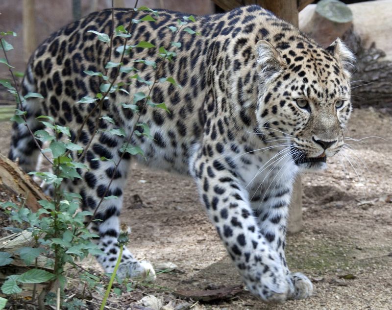 Amur_Leopard_3.jpg