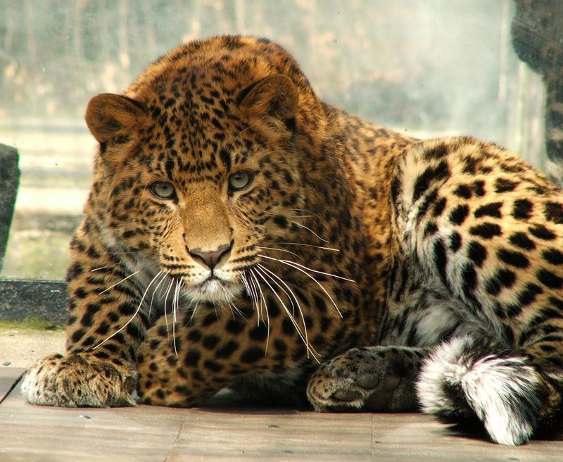 Amur_Leopard_by_Draghonia.jpg