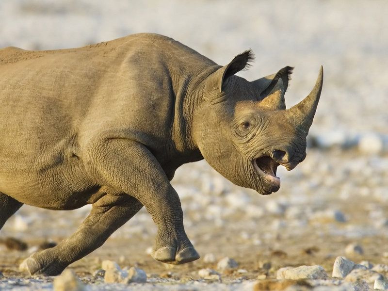 Animal-Picture-Rhino-Running-Wild-And-Mad-HD-Wallpaper.jpg