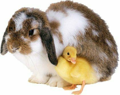 Animalbunnyandchick-vi.jpg