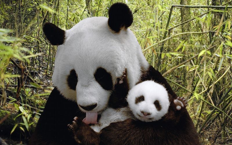 Animals-panda-bears.jpg