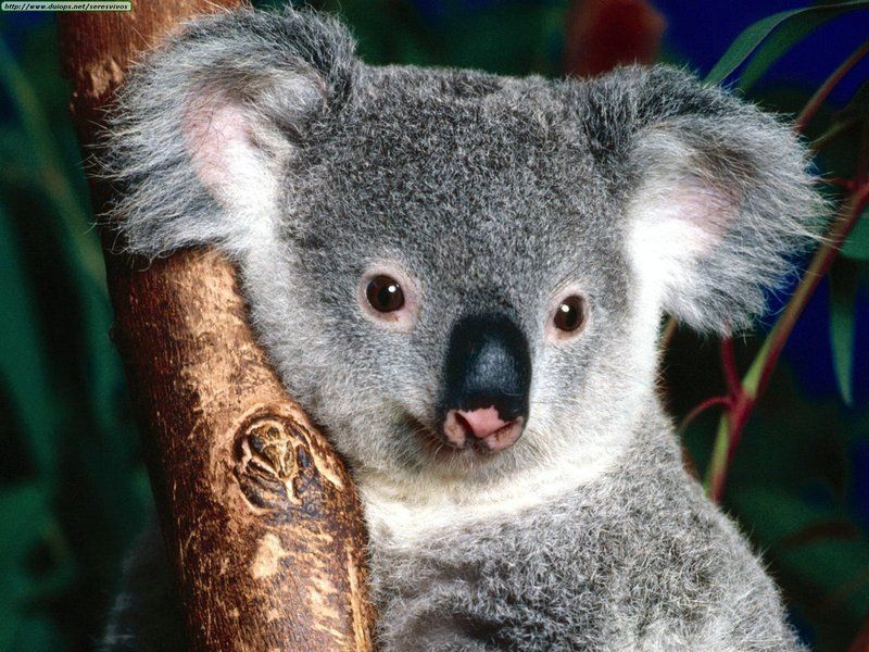 Animals20Australian20Outback_Cuddly20Koala.jpg