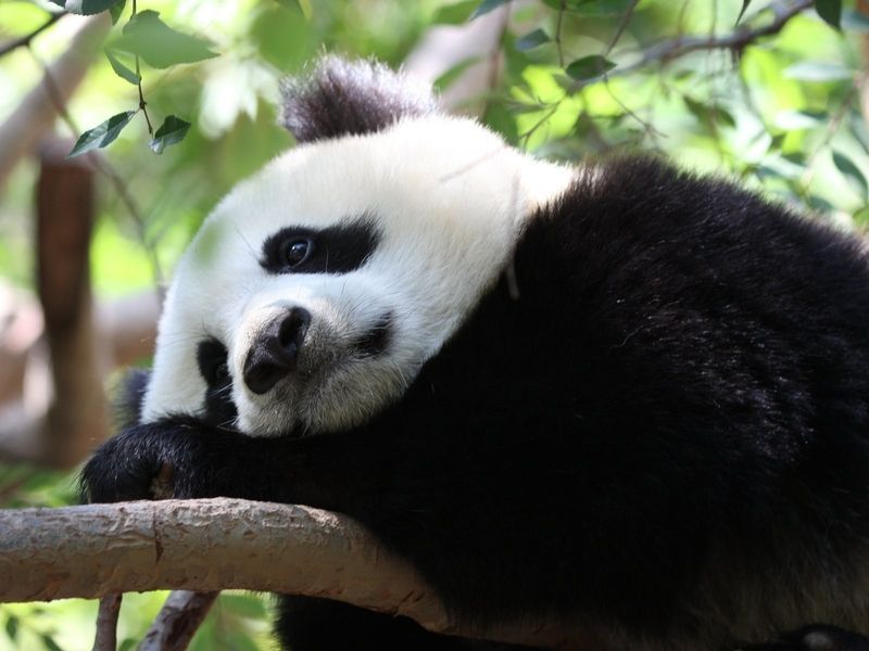 Animals_Beasts_Sad_panda_024267_.jpg