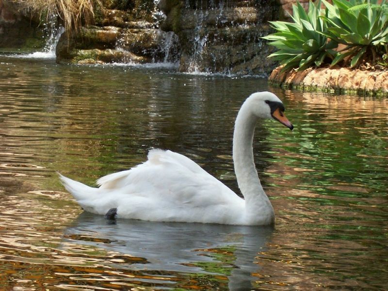 Animals___Birds_Swan_in_the_lake_005474_9.jpg