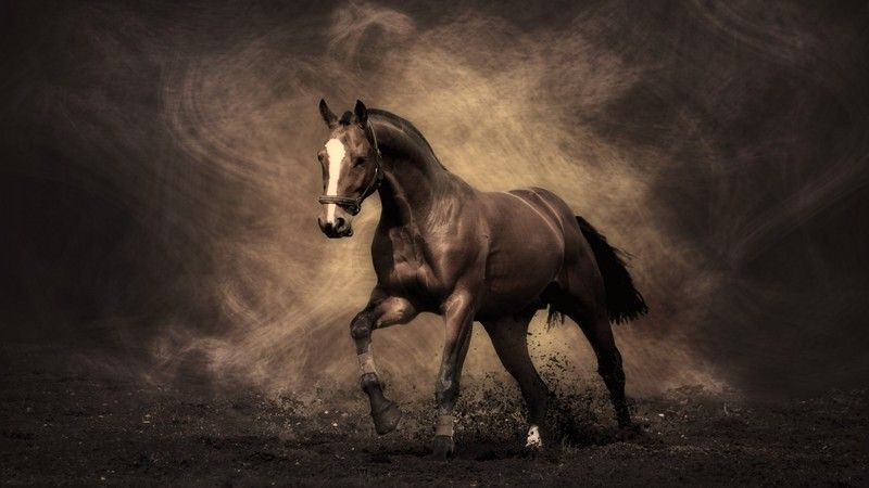 Arabian-Racing-Horse-Desktop-Wallpaper.jpg