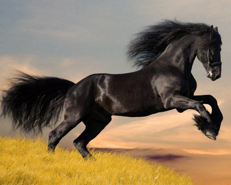 Arabian-horses.jpg