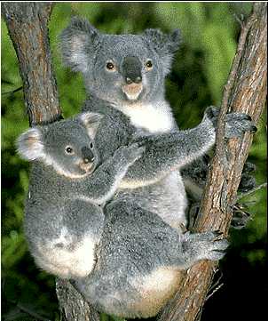 BIG_koala20-2_1278923704326.jpg