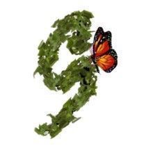 BUTTERFLY-VINE-G.jpg