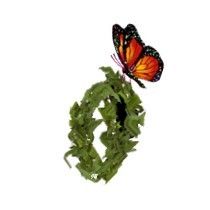 BUTTERFLY-VINE-O.jpg